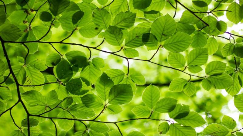 Green leaves on branch